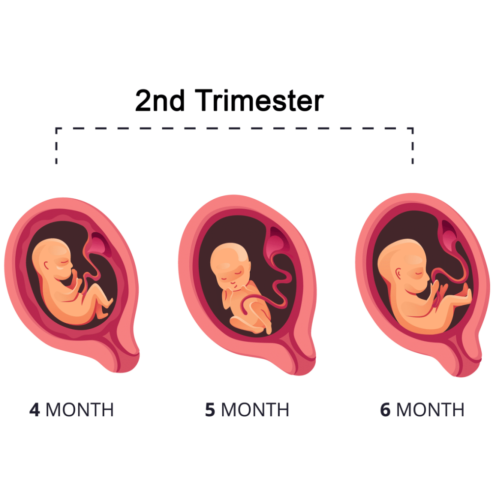 2nd Trimester (Weeks 13 - 27)